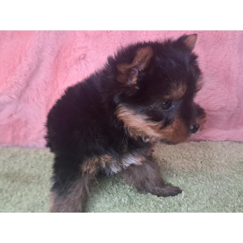 成約済の愛知県のヨークシャーテリア-443111の2枚目