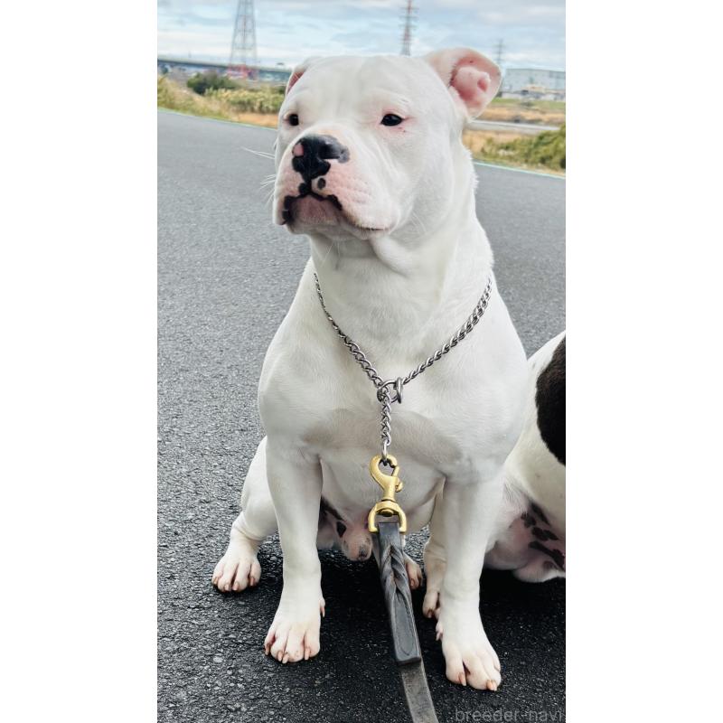 成約済の神奈川県のアメリカンピットブルテリア-392579の2枚目