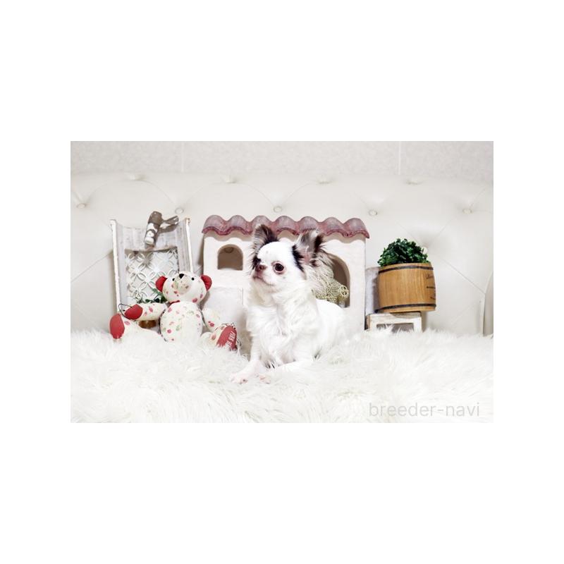 販売中の佐賀県のチワワ(ロングコート)-417926の4枚目