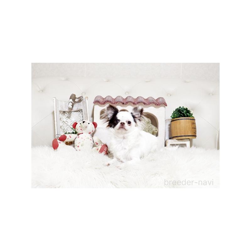 販売中の佐賀県のチワワ(ロングコート)-417926の3枚目