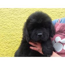 ♀︎ニューファンドランド