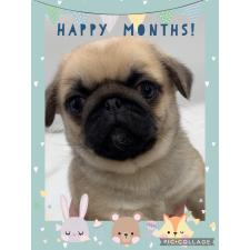 ♀︎ミックス犬