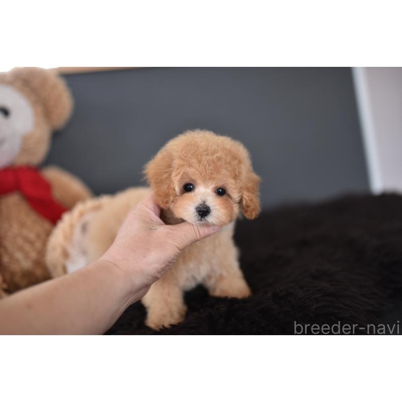 成約済の茨城県のタイニープードル-443234の6枚目