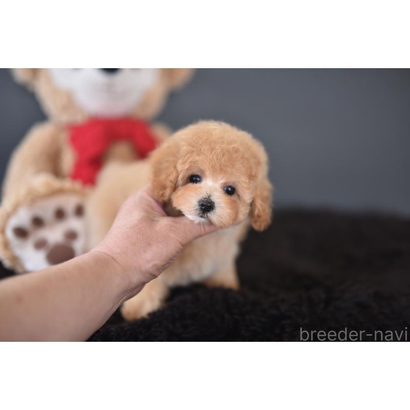 成約済の茨城県のタイニープードル-443234の5枚目