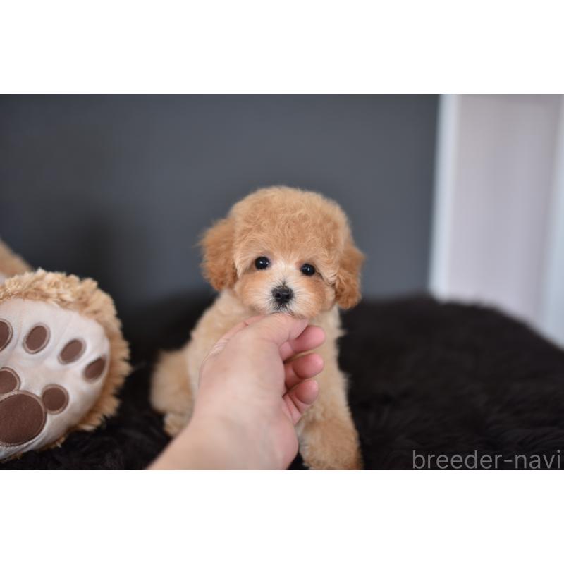 成約済の茨城県のタイニープードル-443234の4枚目