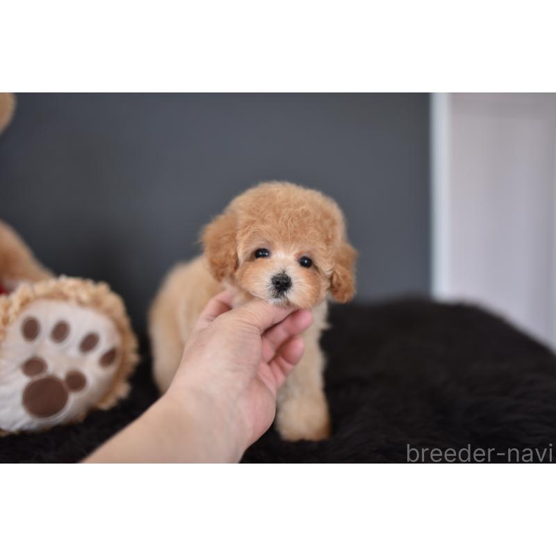 成約済の茨城県のタイニープードル-443234の3枚目