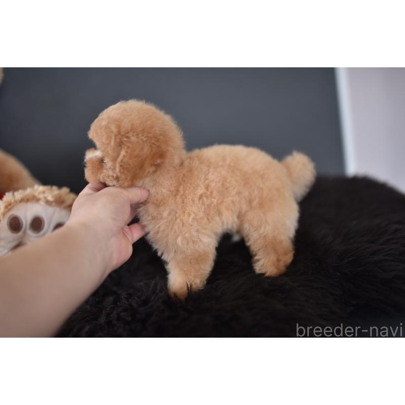 成約済の茨城県のタイニープードル-443234の2枚目