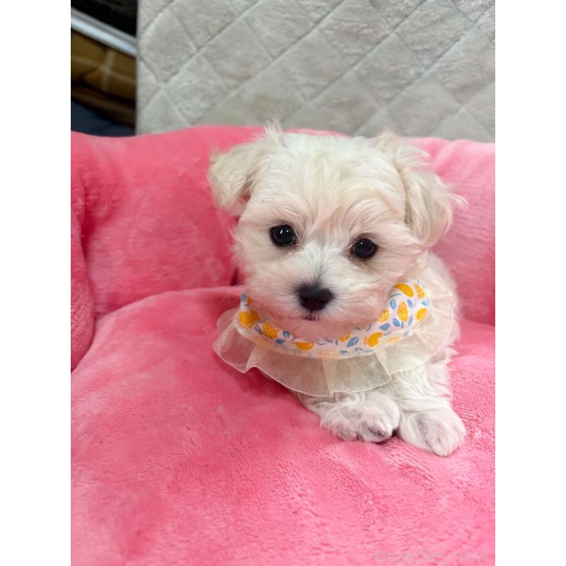 販売中の福岡県のマルプー:マルチーズ×トイプードル-444289の4枚目