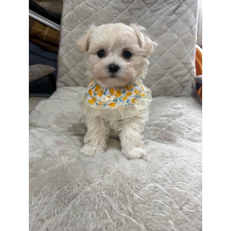 販売中の福岡県のマルプー:マルチーズ×トイプードル-444289の3枚目