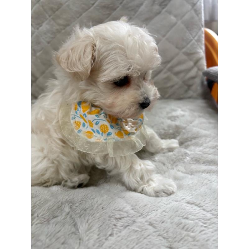 販売中の福岡県のマルプー:マルチーズ×トイプードル-444289の2枚目