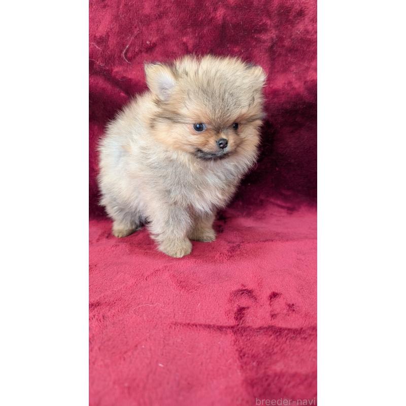 成約済の愛知県のポメチワ:ポメラニアン×チワワ-441604の4枚目