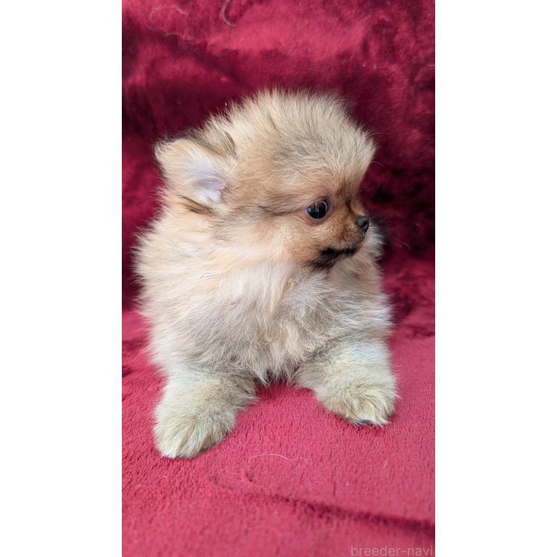 成約済の愛知県のポメチワ:ポメラニアン×チワワ-441604の3枚目