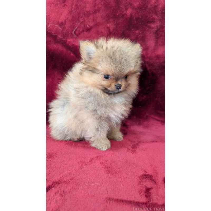 成約済の愛知県のポメチワ:ポメラニアン×チワワ-441604の2枚目