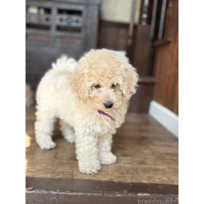 販売中の東京都のミディアムプードル-438267の2枚目