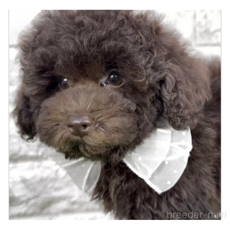 販売中の埼玉県のタイニープードル-445570の3枚目