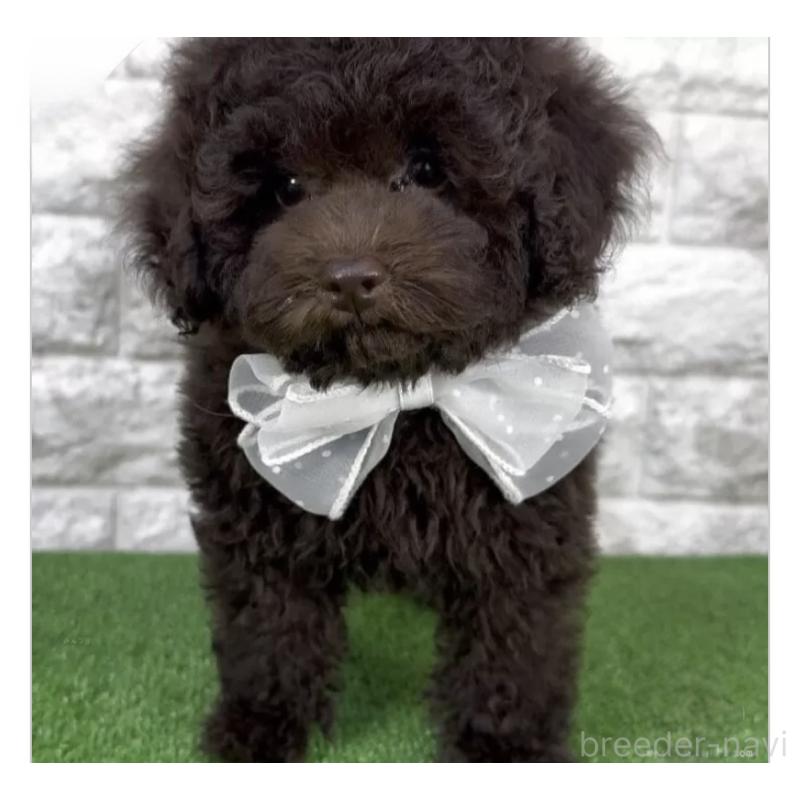 販売中の埼玉県のタイニープードル-445570の2枚目