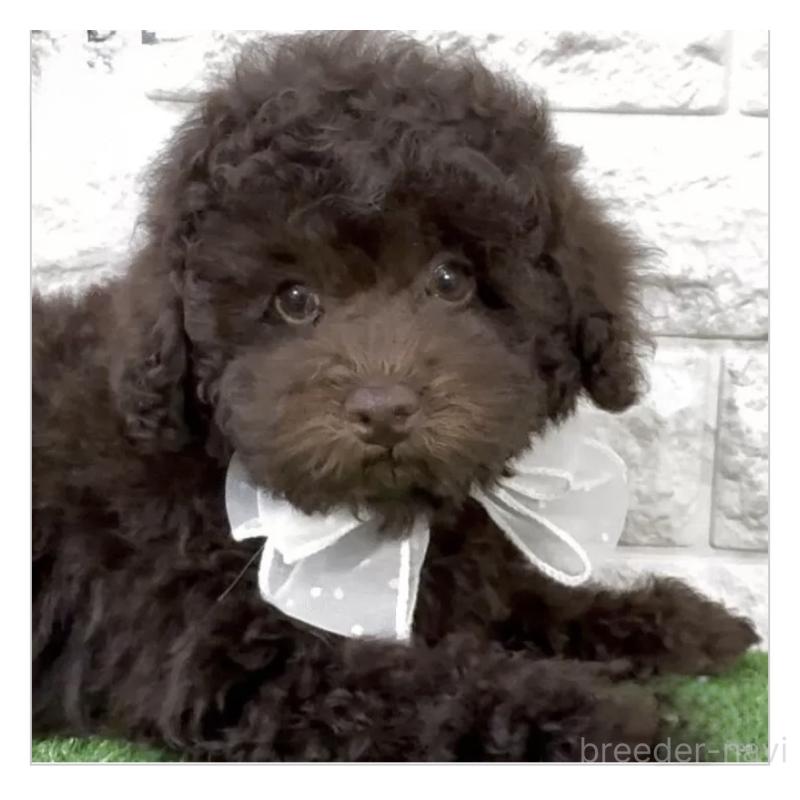 販売中の埼玉県のタイニープードル-445309の5枚目