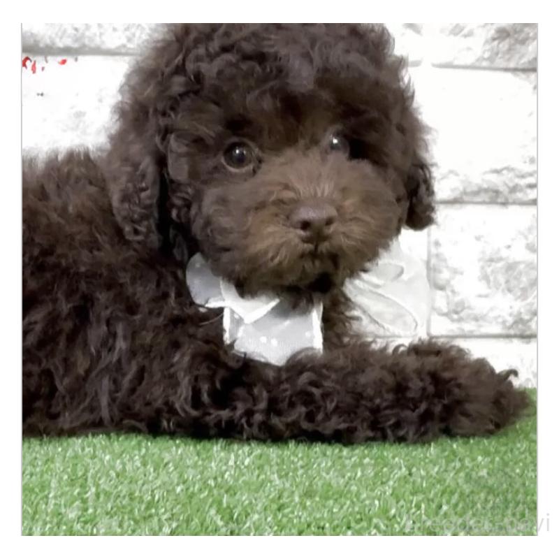 販売中の埼玉県のタイニープードル-445309の4枚目