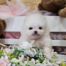 ♀︎ポメラニアン