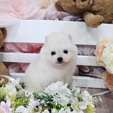 ♀︎ポメラニアン