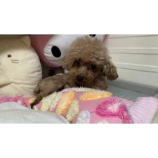 田中栄一ブリーダー