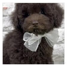 ♀︎タイニープードル