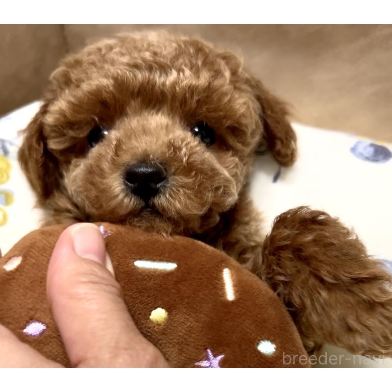 販売中の奈良県のタイニープードル-446944の13枚目