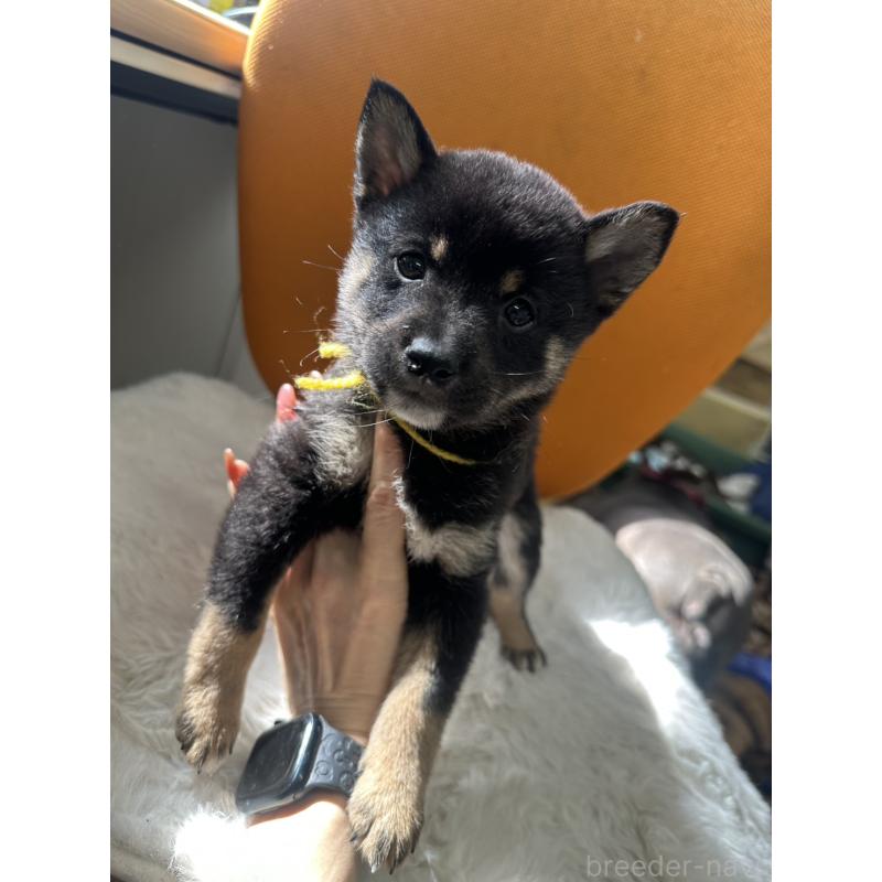 商談中の千葉県の豆柴-445601