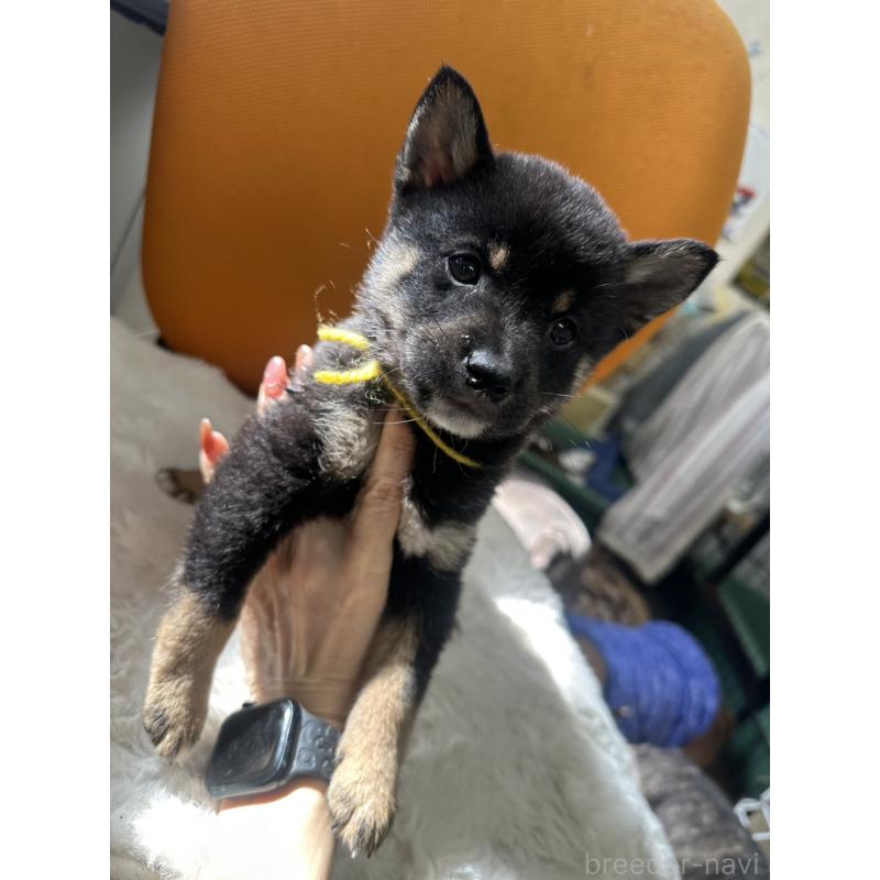 販売中の千葉県の豆柴-445601の9枚目