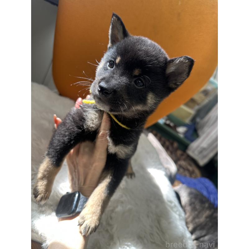 販売中の千葉県の豆柴-445601の8枚目