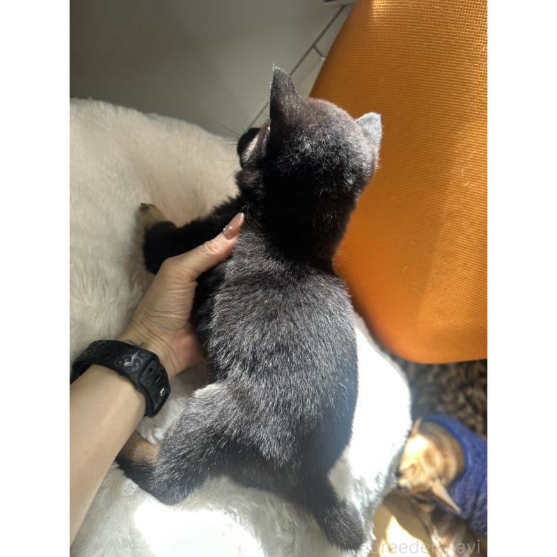 販売中の千葉県の豆柴-445601の7枚目