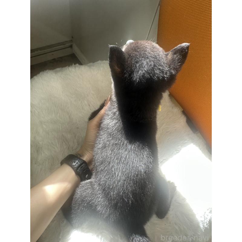 販売中の千葉県の豆柴-445601の6枚目