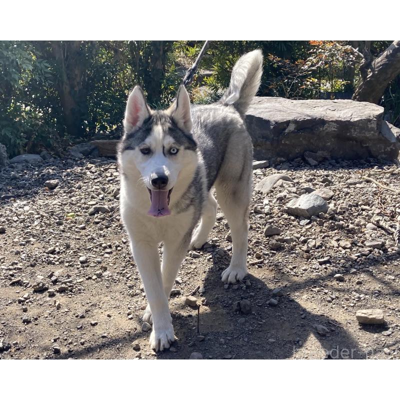 販売中の静岡県のシベリアンハスキー-425189の2枚目