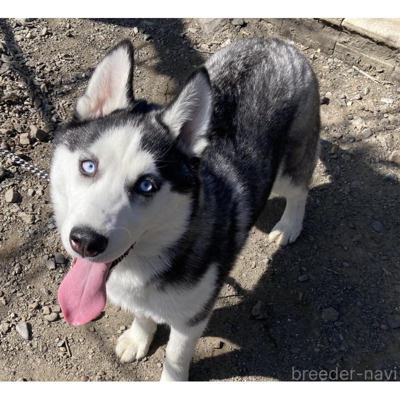 販売中の静岡県のシベリアンハスキー-425190