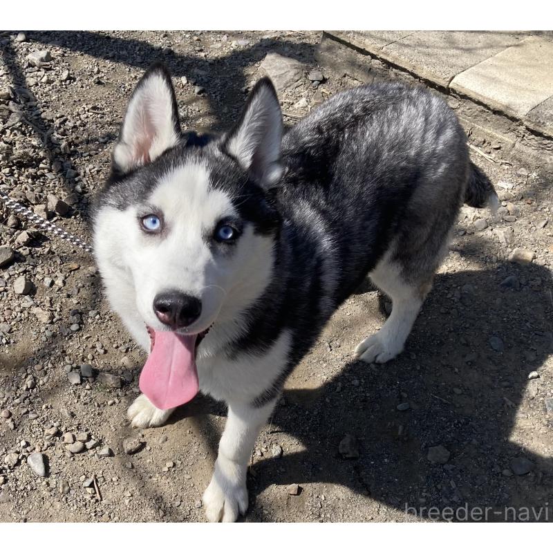 販売中の静岡県のシベリアンハスキー-425190の2枚目