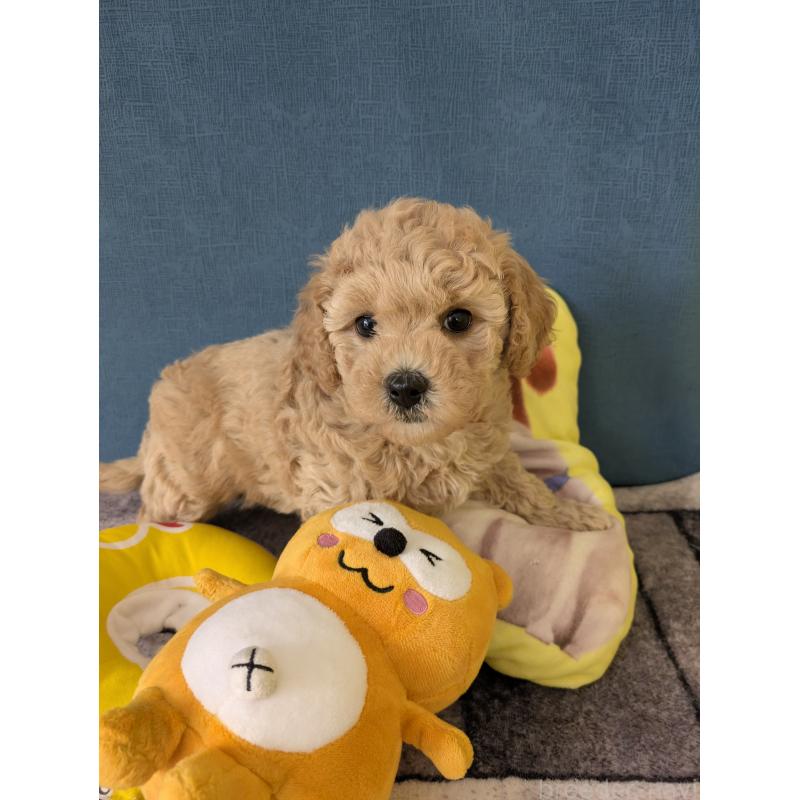 販売中の千葉県のミックス犬-446198の5枚目