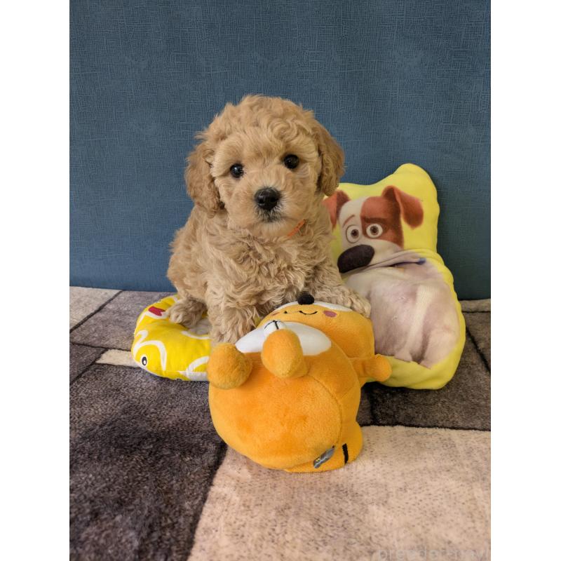 販売中の千葉県のミックス犬-446198の4枚目