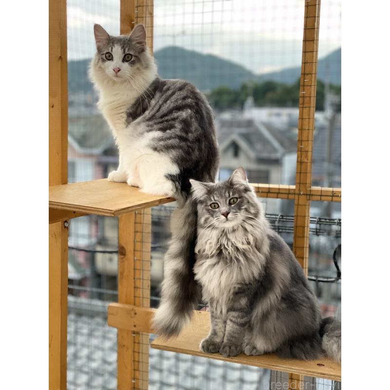 犬舎紹介の京都府の犬舎紹介-3296の4枚目