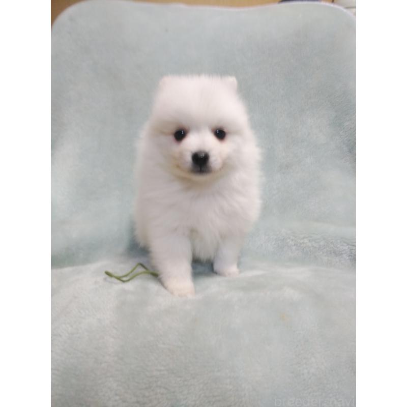 成約済の千葉県の日本スピッツ-445200の7枚目