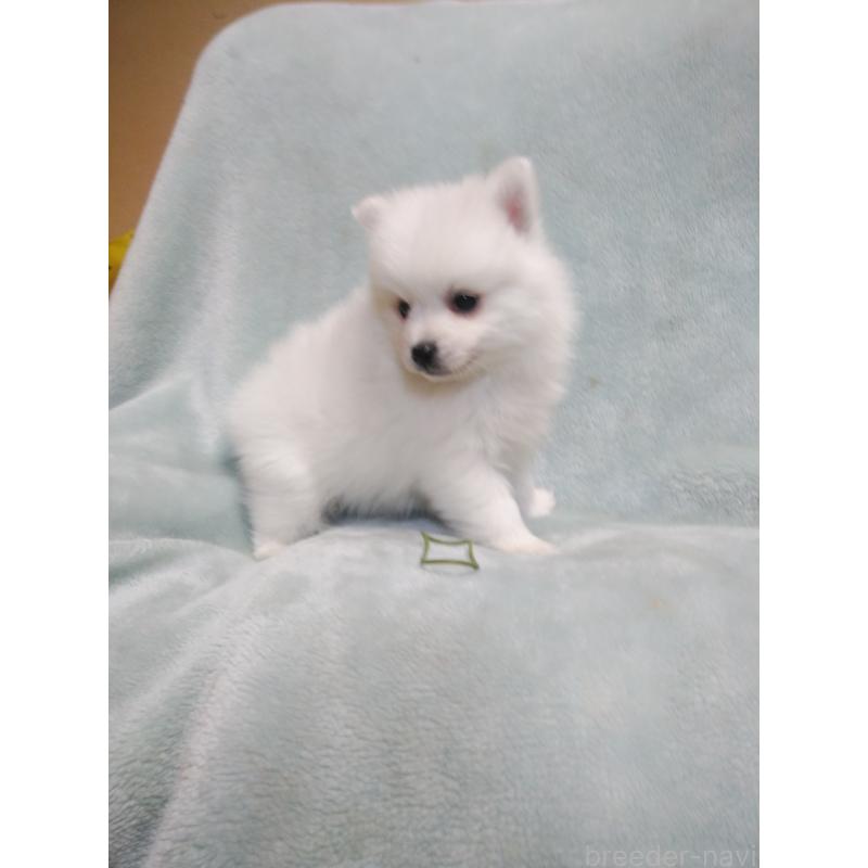 成約済の千葉県の日本スピッツ-445200の6枚目