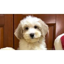 ♀︎ミックス犬