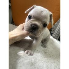 ♀︎フレンチブルドッグ