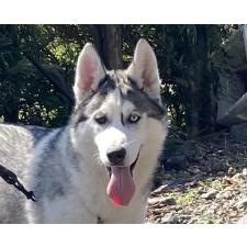 ♀︎シベリアンハスキー