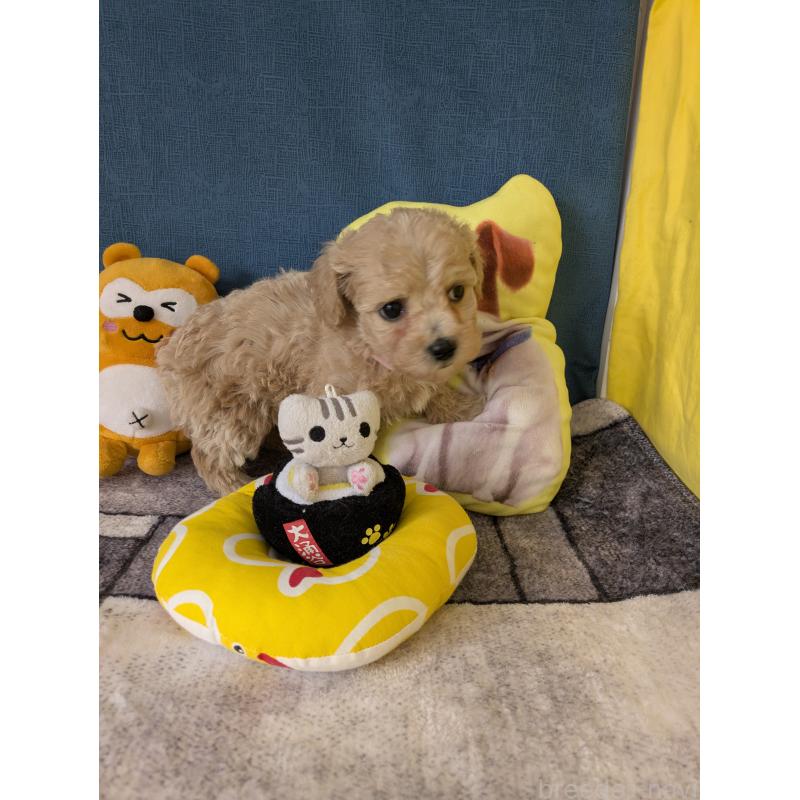 販売中の千葉県のミックス犬-446210の4枚目