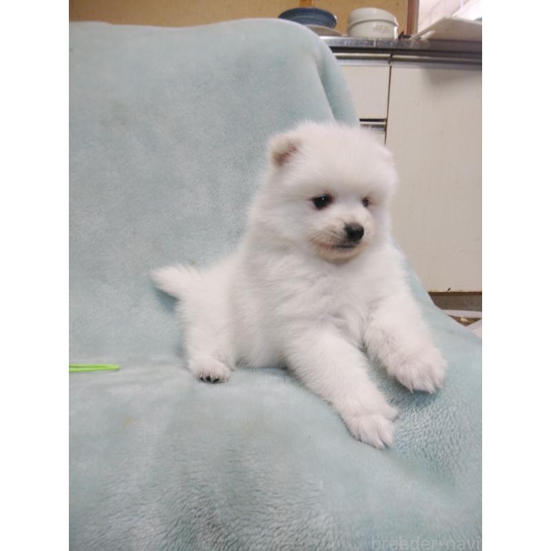 販売中の千葉県の日本スピッツ-445207の10枚目