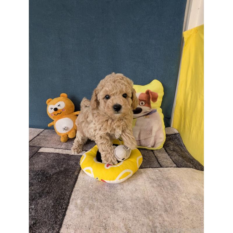 販売中の千葉県のミックス犬-446205の7枚目