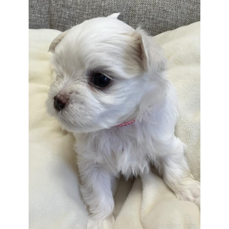 販売中の岐阜県のマルチーズ-444779の3枚目