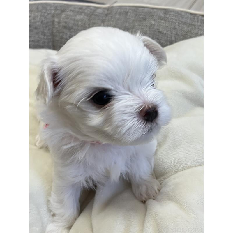 成約済の岐阜県のマルチーズ-444782の3枚目