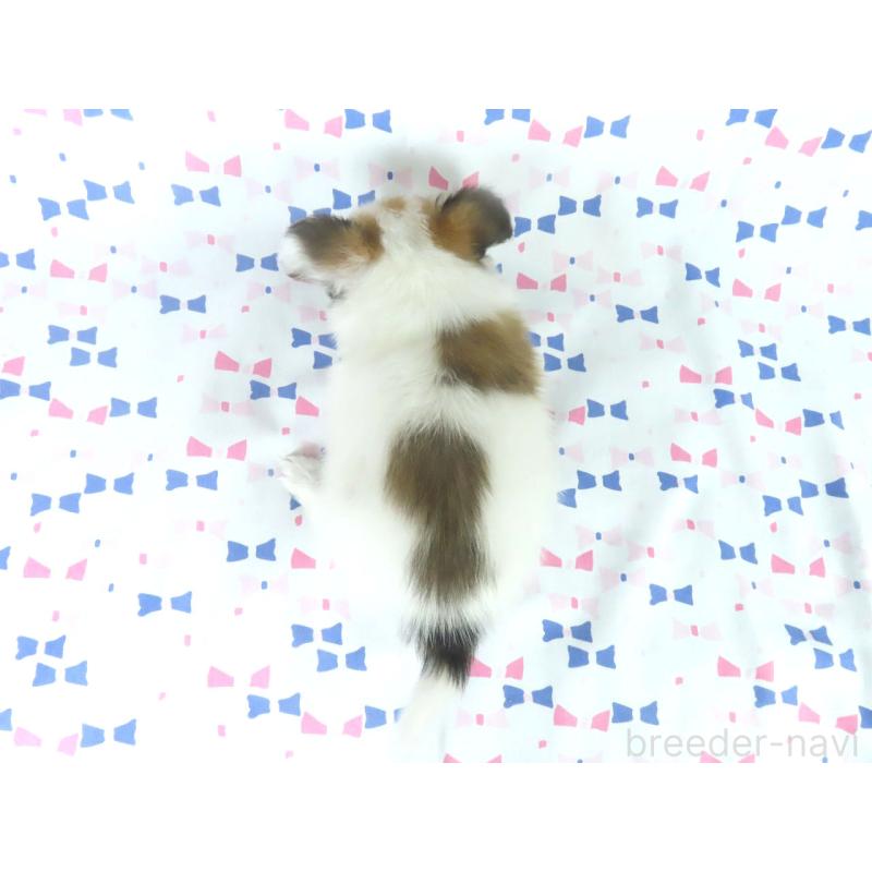 販売中の千葉県のパピヨン-444649の15枚目