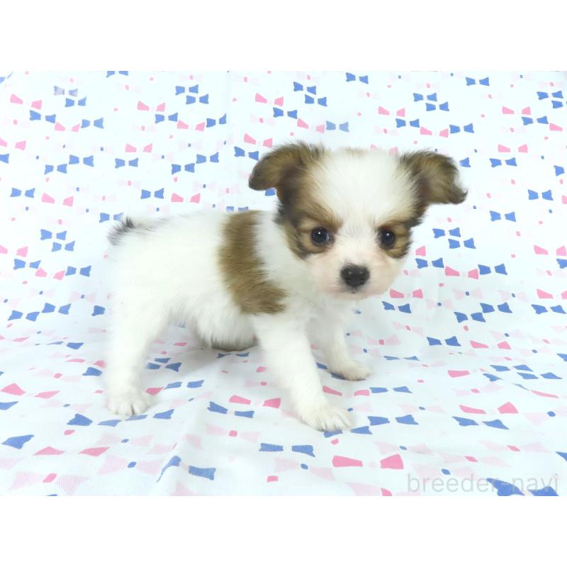 販売中の千葉県のパピヨン-444649の14枚目